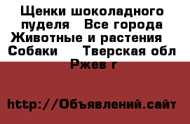 Щенки шоколадного пуделя - Все города Животные и растения » Собаки   . Тверская обл.,Ржев г.